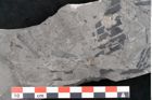 Foto (Detailansicht) von Asterocarpus meriani Brongniart (NHMW-GEO-2024-0188-10608)